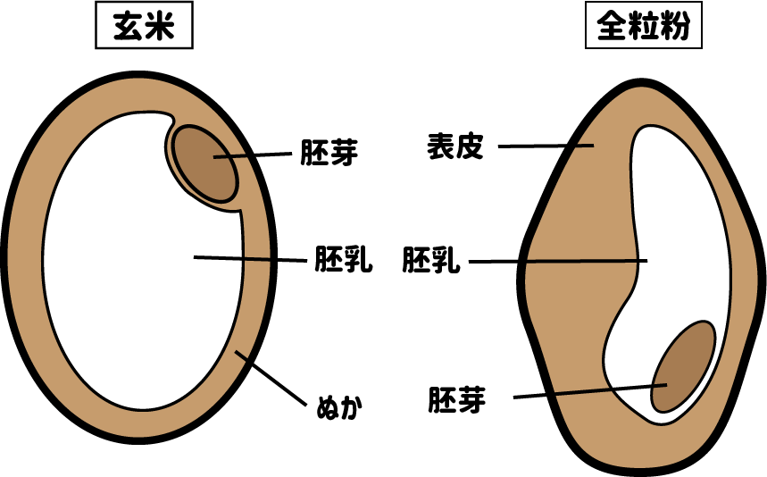 玄米と全粒小麦の構造